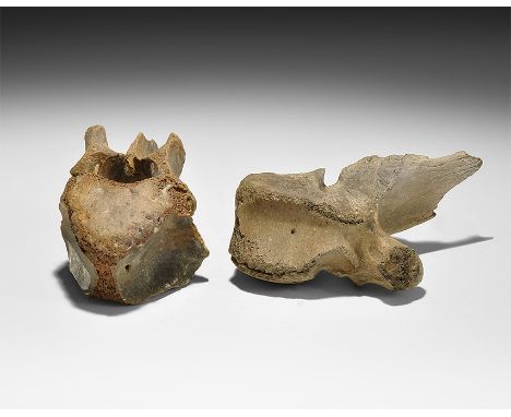 Late Pleistocene Period, 1.5 million-7,700 years BP. A group of two vertebrae comprising one of the horse Equus caballus and