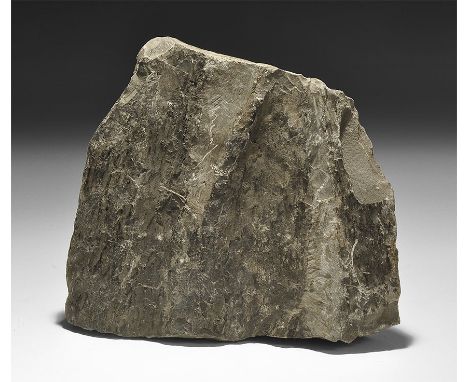  Carboniferous Period, 350 million years BP. An outer section of the seed fern Neuropteris semirecticulatum with good preserv
