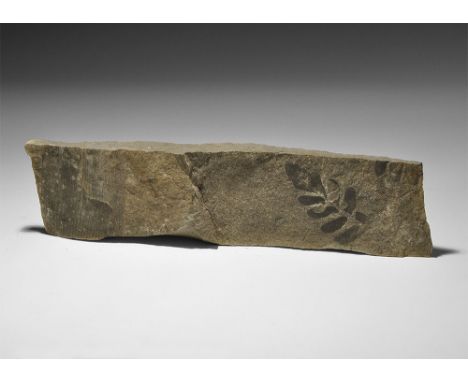  Early Carboniferous Period, 300 million years BP. A fossil of the seed fern Neuropteris cordata comprising a stalk of the pl
