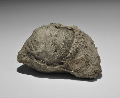  Carboniferous Period, 350 million years BP. A fossil of the large brachiopod Productus sp., with old Gregory, Bottley and Ll