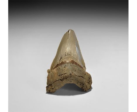  Pliocene Period, 5.3-2.6 million years BP. A Carcharocles megalodon shark tooth from Georgia, USA, with good serrations and 