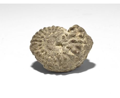  Lower Cretaceous Period, 140 million years BP. A finely preserved Mortoniceras commune ammonite with old Gregory, Bottley an