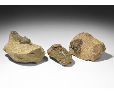  Ordovician Period, 485-444 million years BP-Upper Devonian Period, 385-359 million years BP. A mixed group of fossil trilobi