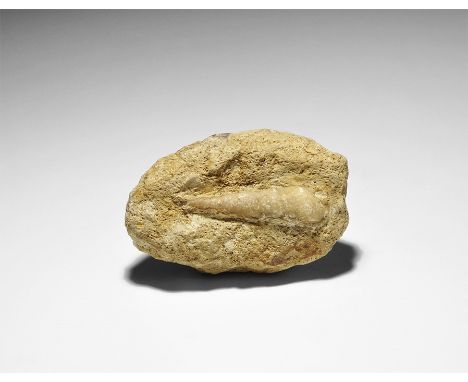  Jurassic Period, 200 million years BP. A fossil of the gastropod Melanioptyxis altararis in limestone, with old Gregory, Bot