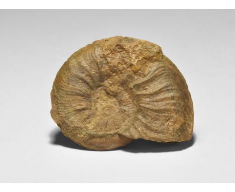  Middle Jurassic Period, 170 million years BP. A finely preserved Pleydellia aalensis ammonite showing good ribbing, from the