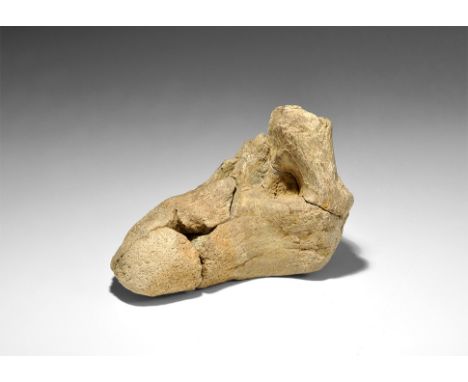  Late Cretaceous period, 100-66 millions years BP. A Triceratops bone section from the Hell Creek Formation, Harding County, 