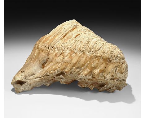  Pleistocene Period, 2.6 million years-11,700 years BP. A complete woolly mammoth tooth with its root, from Yukutia, Siberia.
