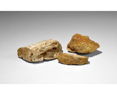 Cretaceous Period, 145-65 million years BP. A mixed group of three bone sections from the carnivorous dinosaur Carcharodonto