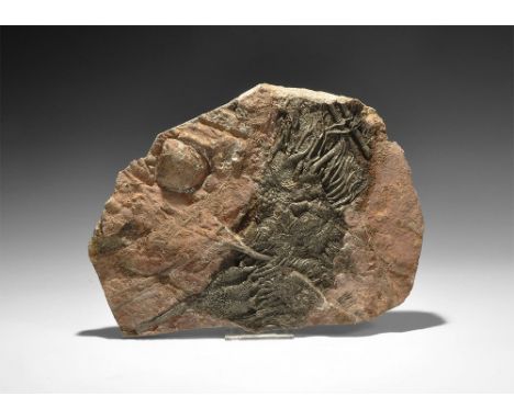  Silurian/Devonian Period, 443-358 million years BP. A fossil Scyphocrinus elegans crinoid in matrix from Erfoud, Morocco. 2 