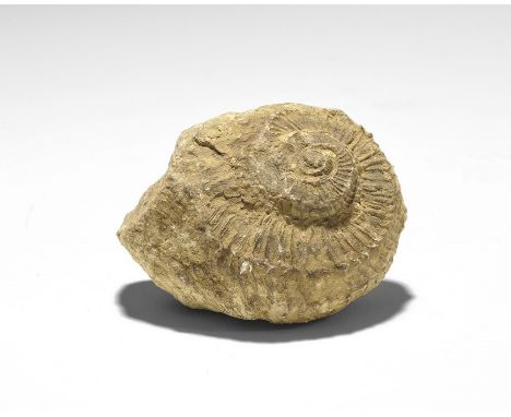  Silurian Period, 440 million years BP. A fine fossil of the gastropod Poleumita, probably Poleumita discorus, from the Grego