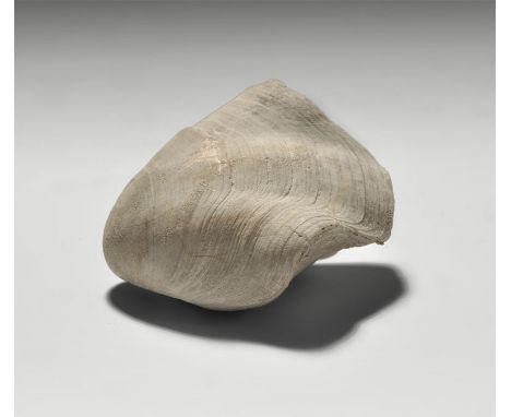  Cretaceous Period, 120 million years BP. A finely preserved brachiopod Terebratula sella, with old Gregory, Bottley and Lloy