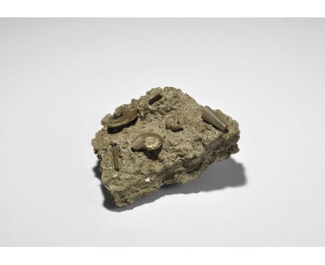 Lower Jurassic period, 190 million years BP. A group of four pyrite ammonites together with a belemnite and a number of echi