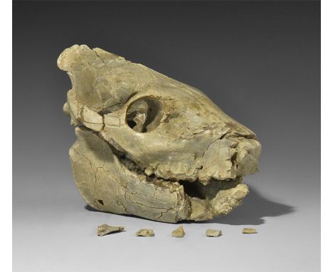  Eocene, 45-40 million years BP. A fossilised proto-camel skull Protylopus with separate articulated mandible and full dentit