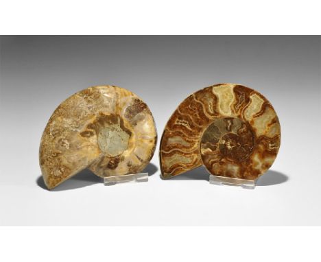  Cretaceous Period, 145-65 million years BP. An A-grade cut and polished ammonite (Cleoniceras sp.) from Madagascar, preserve