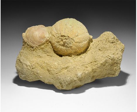  Miocene Period, 23-5.3 million years BP. A specimen of the echinoid Tripneustes parkinsoni together with a fossil bivalve on
