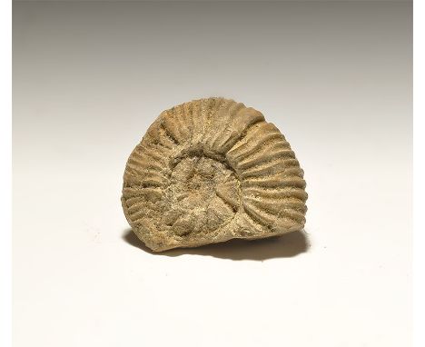  Lower Cretaceous, 135 million years BP. A fossil ammonite Kilianella seyn from France, from the Gregory, Bottley and Lloyd c