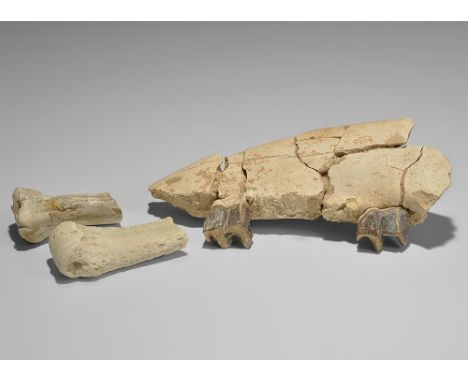  Late Oligocene Period, 35 million years BP. A mixed group of bones from an oreodent comprising: a jaw section with teeth and