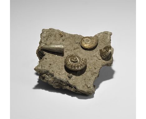  Lower Jurassic Period, 199-175 million years BP. Four pyritized ammonites together with a belemnite on a matrix from Glouces
