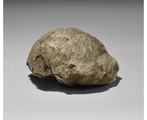  Carboniferous Period, 350 million years BP. A fossil of the large brachiopod Productus sp., with old Gregory, Bottley and Ll