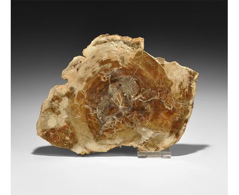  Triassic Period, 250-200 million years BP. A large slice of polished fossilised wood from Madagascar, with fine detail. 690 