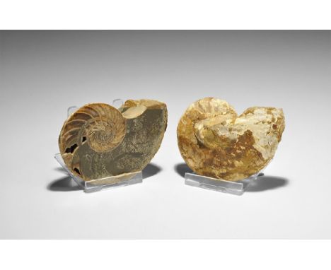  Cretaceous Period, 145-65 million years BP. A cut and polished nautilus Neocenoceras sp. from southwest Madagascar, displayi