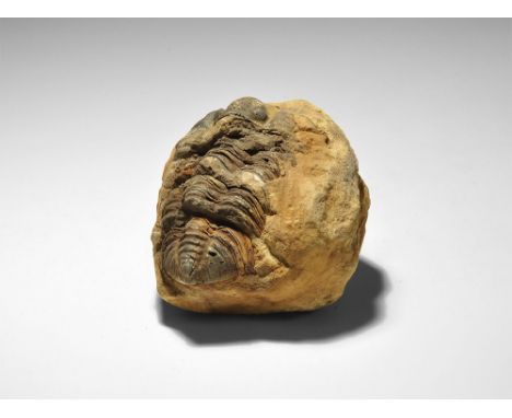  Ordivician Period, 450 million years BP. A fossil trilobite Diacalymene ouzregui with old Gregory, Bottley and Lloyd label r