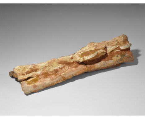  Cretaceous Period, 145-65 million years BP. A rib section from a Spinosaurus dinosaur, from the Kem Kem beds of Morocco. 836