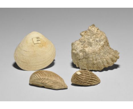  Eocene Period, 50 million years BP. A historic group of four fossil molluscs from the Gregory, Bottley and Lloyd reference c