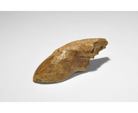  Late Cretaceous Period, Maastrichtian stage, 72-66 millions years BP. A fossilised Pachycephalosaur claw from Hell Creek For