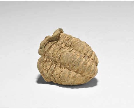  Ordovician Period, 460 million years BP. A Calymene sp. fossil trilobite, from the Gregory, Bottley and Lloyd collection, in