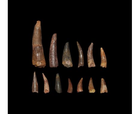  Cretaceous Period, 100 million years BP. A mixed group of thirteen pterosaur teeth Siroccopteryx moroccensis from south of T