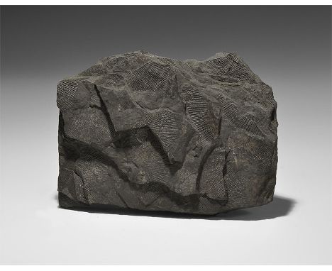  Carboniferous Period, 350 million years BP. A section of Carboniferous Period sea floor comprising carbonaceous shale with t