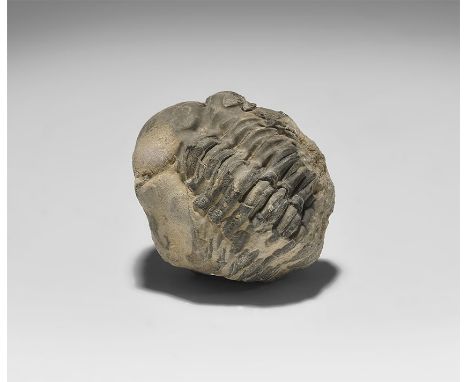  Ordovician Period, 460 million years BP. A Calymene sp. fossil trilobite, exhibiting defensive posture curling, from the Gre
