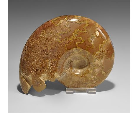  Jurassic Period, Bacocian Stage, 168-172 million years BP. A large polished chambered ammonite Sloenbachia sp. with distinct