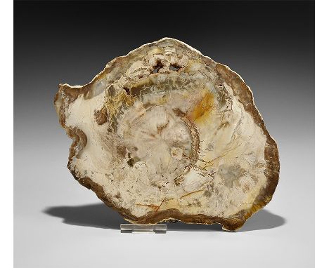  Triassic Period, 250-200 million years BP. A large slice of polished fossilised wood from Madagascar. 848 grams, 22cm (8 3/4