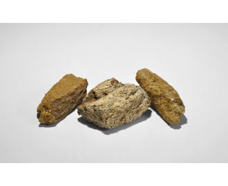  Late Cretaceous Period, 100.5-66 million years BP. A group of three Triceratops head-frill bone sections from Perkins County