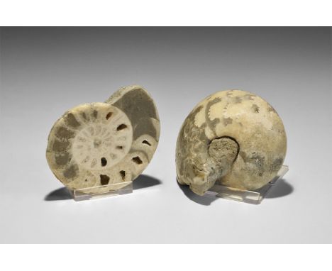  Cretaceous Period, Lower Turonian, 89 million years BP. A cut and polished Vascoceras sp. ammonite from the Lower Turonian d