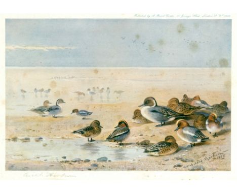 AFTER ARCHIBALD THORBURN Ducks on a bench, colour print, signed in pencil on the mount, 20 x 29cm