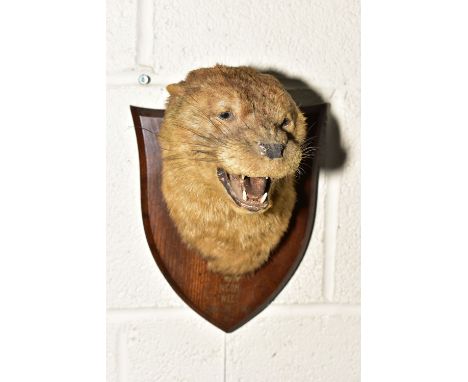 TAXIDERMY - AN EDWARDIAN OTTER MASK ON AN OAK WALL SHIELD, bears applied inscription 'N.C.O.H. TWEED JUNE 26TH 1906 18LBS', (