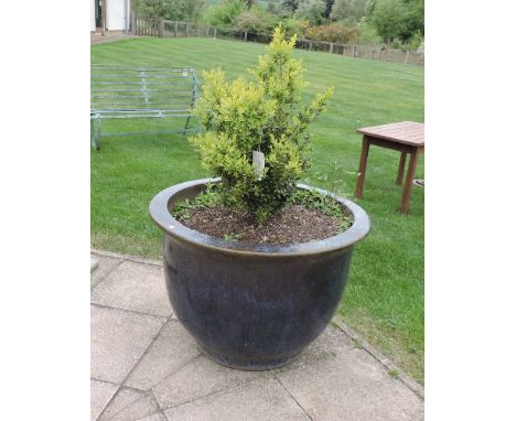 A large blue glazed planter of tapering form, planted with box