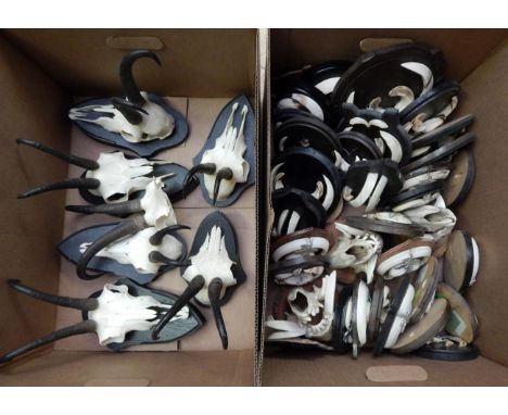 Antlers/Tusks: Alpine Chamois (Rupicapra rupicapra), modern, six sets of horns on cut upper skulls mounted upon ebonised shap