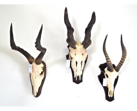 Antlers/Horns: African Hunting Trophies, circa late 20th century, to include - Cape Eland horns on cut upper skull, mounted u