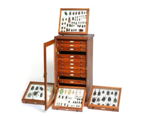 Entomology: An Exceptional Collection of World Beetles Insects & Carabids, this diverse collection was accumulated over many 