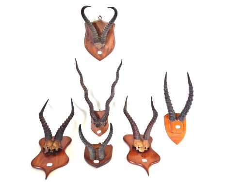 Antlers/Horns: African and Indian Hunting Trophies, circa late 19th/early 20th century, horned trophies to include- a pair of