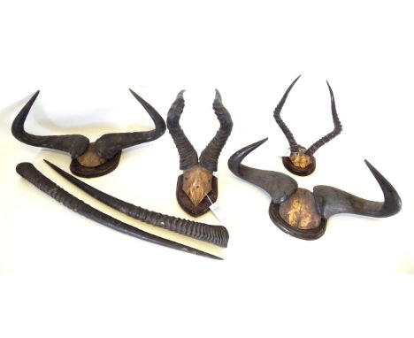 Antlers/Horns: A Collection of 19th Century African Hunting Trophies, to include- two sets of Blue Wildebeest, Common Impala,
