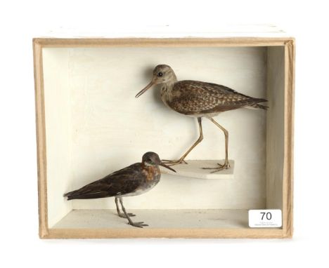 Taxidermy: A Late Victorian Wood Sandpiper and a Red Necked Phalarope, in the manner of Joseph Cullingford of Durham, the Woo