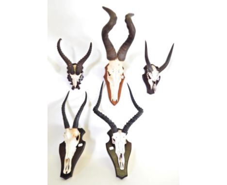 Antlers/Horns: African Hunting Trophies, circa late 20th century, to include - Blesbok horns on cut upper skull, mounted upon