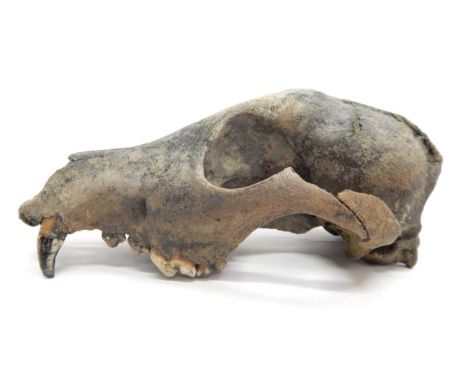 Skulls/Anatomy: Fossilized British Wolf Skull (Canis lupus lupus), est - 20-30,000 years old, this skull was found in the cla