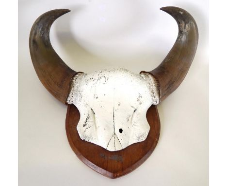 Antlers/Horns: Indo-Chinese Gaur Bison (Bos gaurus readei), circa 1910, by Louis Hutton, Naturalist & Furrier, Bristol, horns
