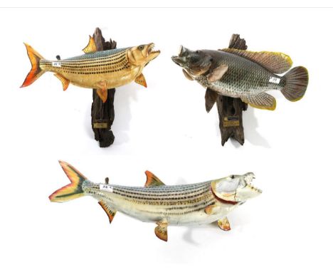 Taxidermy: Three Fibreglass Fish, modern, to include two African Tiger fish, one mounted on a drift wood wall mount with plaq